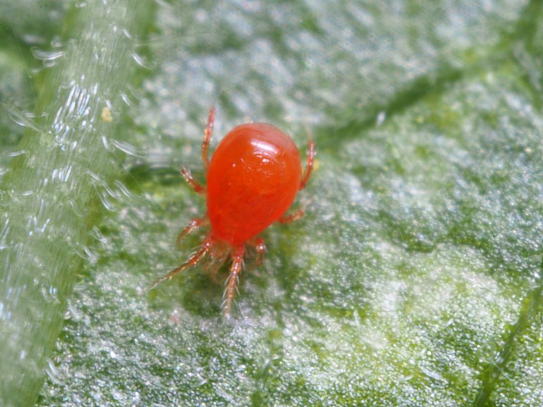 P. persimilis adulte
